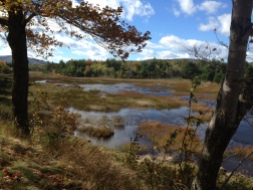 marsh near Eagle Lake